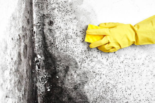 Best Mold Damage Repair  in Homestead Meadows South, TX