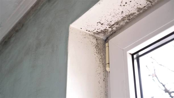 Best Residential Mold Removal  in Homestead Meadows South, TX