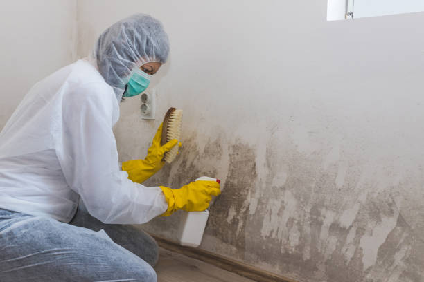 Best Toxic Mold Removal  in Homestead Meadows South, TX