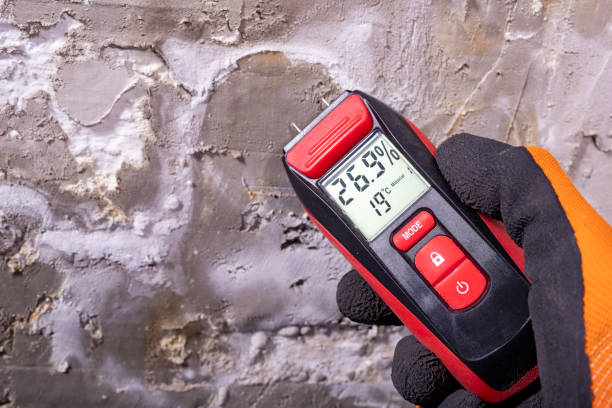 Best Commercial Mold Removal  in Homestead Meadows South, TX