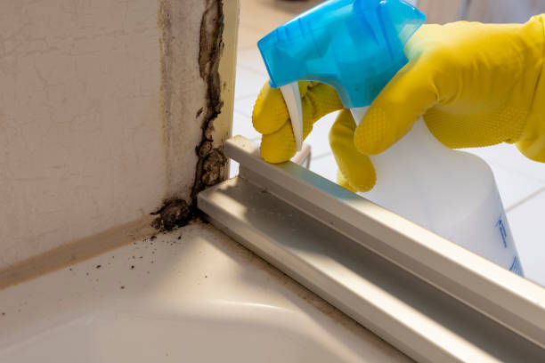 Best Affordable Mold Removal  in Homestead Meadows South, TX