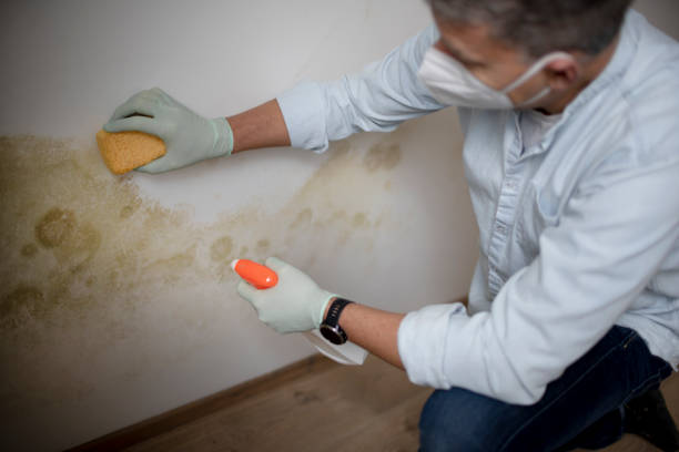 Best Mold Testing  in Homestead Meadows South, TX