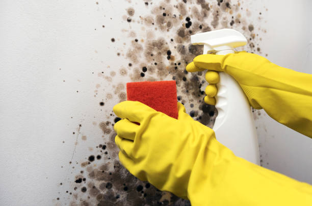 Best Home Mold Removal  in Homestead Meadows South, TX