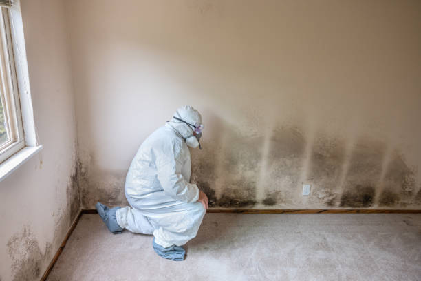 Best Office Mold Removal Services  in Homestead Meadows South, TX