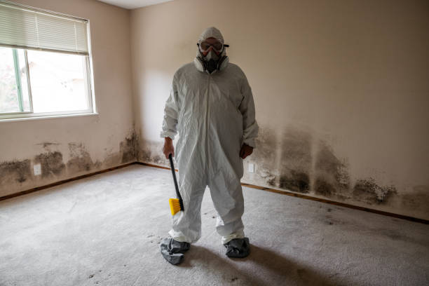 Reliable Homestead Meadows South, TX Mold Removal Solutions
