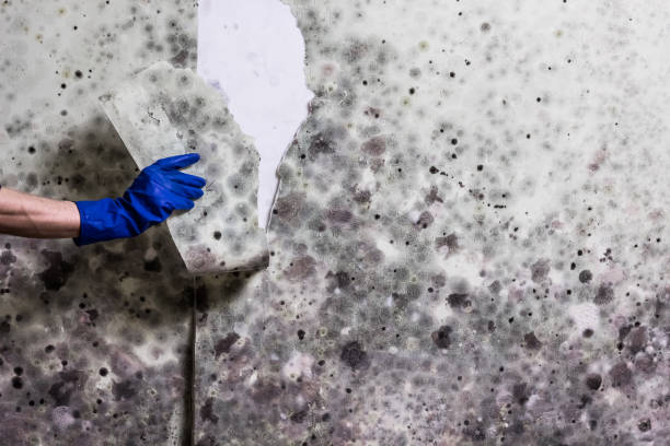 Trusted Homestead Meadows South, TX Mold Removal Experts