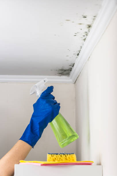 Mold Removal Process in Homestead Meadows South, TX
