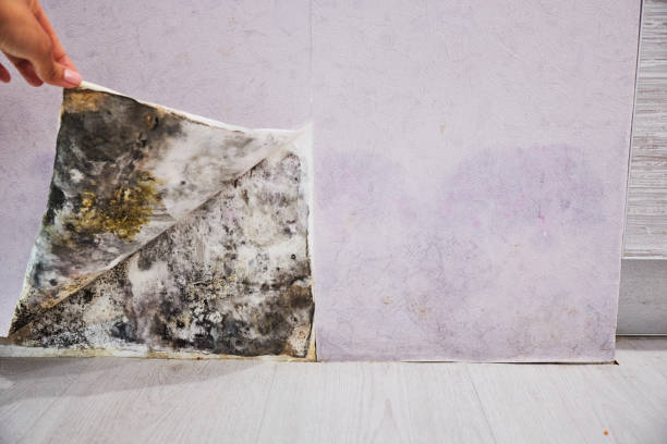 Best Mold Remediation  in Homestead Meadows South, TX